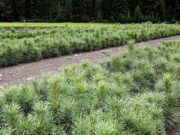 Более 3,5 тыс. лесов восстановили на Алтае