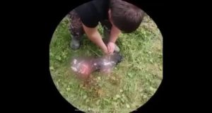 Подростков, до смерти изувечивших собаку, отправили в центр временного содержания