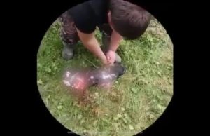 Подростков, до смерти изувечивших собаку, отправили в центр временного содержания Подростков, до смерти изувечивших собаку, отправили в центр временного содержания