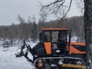 Работники лесхоза пойдут под суд за падение дерева на человека