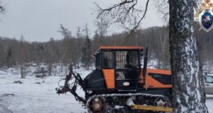 Работники лесхоза пойдут под суд за падение дерева на человека