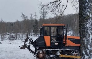 Работники лесхоза пойдут под суд за падение дерева на человека Работники лесхоза пойдут под суд за падение дерева на человека