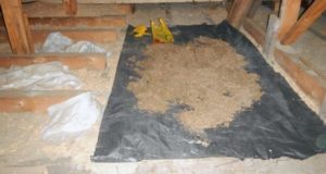 Мужчина хранил полтора килограмма марихуаны на чердаке чужого дома Сельчанин хранил полтора кг марихуаны на чердаке чужого дома