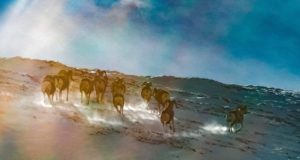 Численность группировки аргали в Республике Алтай в этом году достигла 3756 особей Численность группировки аргали в Республике Алтай в этом году достигла 3756 особей