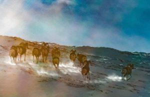 Численность группировки аргали в Республике Алтай в этом году достигла 3756 особей