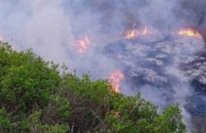 На Алтае в лесах завершился пожароопасный сезон На Алтае завершен пожароопасный сезон