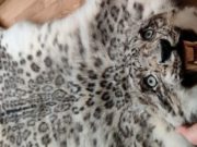 Бийчанин, у которого нашли шкуру снежного барса, получил условный срок Бийчанин, у которого нашли шкуру снежного барса, получил условный срок