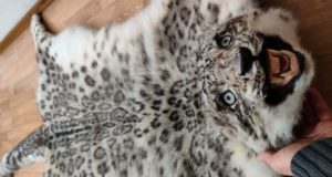 Бийчанин, у которого нашли шкуру снежного барса, получил условный срок Бийчанин, у которого нашли шкуру снежного барса, получил условный срок