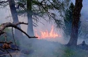 Число лесных пожаров в Горном Алтае значительно снизилось Число лесных пожаров в Горном Алтае значительно снизилось