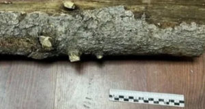 Житель Улаганского района поленом сломал череп собутыльнику Житель Улаганского района поленом сломал череп собутыльнику