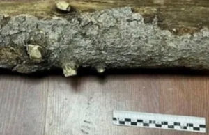 Житель Улаганского района поленом сломал череп собутыльнику Житель Улаганского района поленом сломал череп собутыльнику