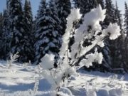 Слабые морозы ожидаются в Республике Алтай Слабые морозы ожидаются в Республике Алтай