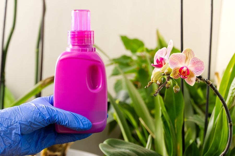 Gardener,Fertilizer,Home,Orchid,Plants.,Houseplant,Care.,Woman,Watering,Orchid