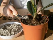 5 ошибок при подкормке комнатных цветов: как использовать удобрения для растений