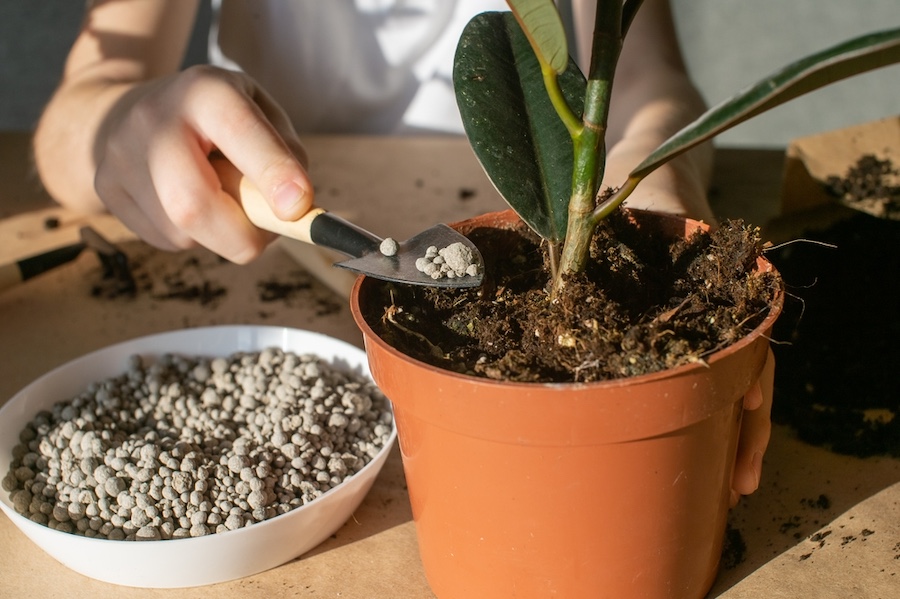 Pour,Fertilizer,Into,A,Pot,With,A,Ficus,With,A