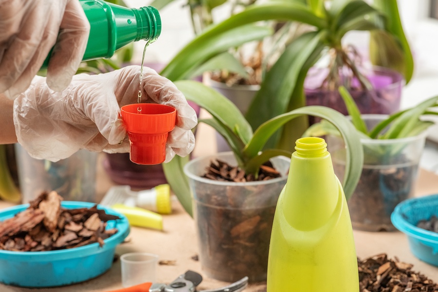 Women's,Gloved,Hands,Prune,And,Transplant,Indoor,Orchid,Plants,,At
