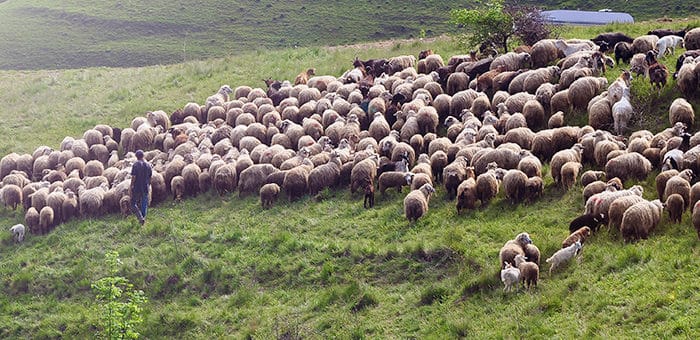 Правила господдержки аграриев утвердили в Республике Алтай