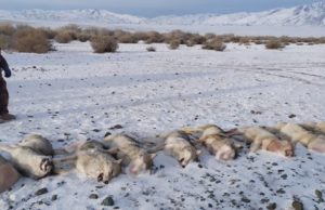На Алтае увеличили вознаграждение за добытых волков 001-nga-На Алтае увеличили вознаграждение за добытых волков