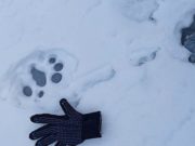 В долине реки Юнгур на Алтае встретили крупного самца снежного барса В долине реки Юнгур на Алтае встретили крупного самца снежного барса