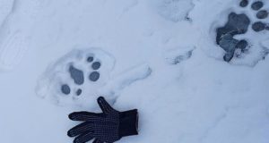 В долине реки Юнгур на Алтае встретили крупного самца снежного барса
