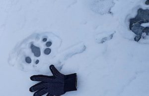 В долине реки Юнгур на Алтае встретили крупного самца снежного барса В долине реки Юнгур на Алтае встретили крупного самца снежного барса