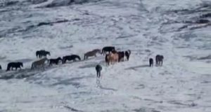 Инспекторы Сайлюгемского нацпарка помогли чабану найти табун лошадей
