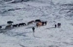Инспекторы Сайлюгемского нацпарка помогли чабану найти табун лошадей Инспекторы Сайлюгемского нацпарка помогли чабану найти табун лошадей