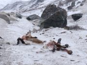 Лошадь, двух коз и барана задрал снежный барс на Южно-Чуйском хребте Лошадь, двух коз и барана задрал снежный барс на Южно-Чуйском хребте