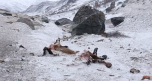 Лошадь, двух коз и барана задрал снежный барс на Южно-Чуйском хребте