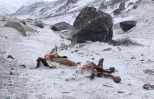 Лошадь, двух коз и барана задрал снежный барс на Южно-Чуйском хребте Лошадь, двух коз и барана задрал снежный барс на Южно-Чуйском хребте