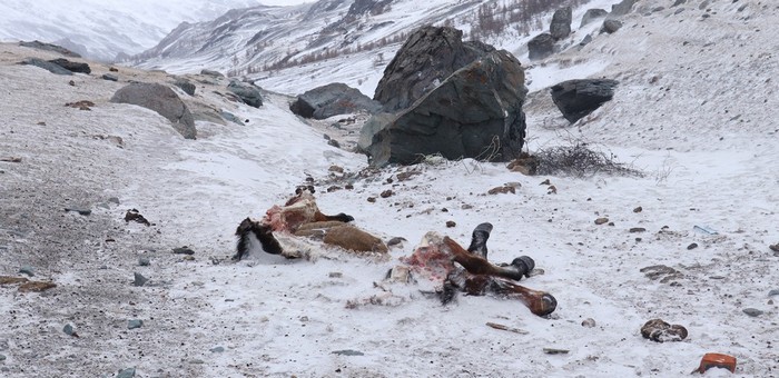 Лошадь, двух коз и барана задрал снежный барс на Южно-Чуйском хребте