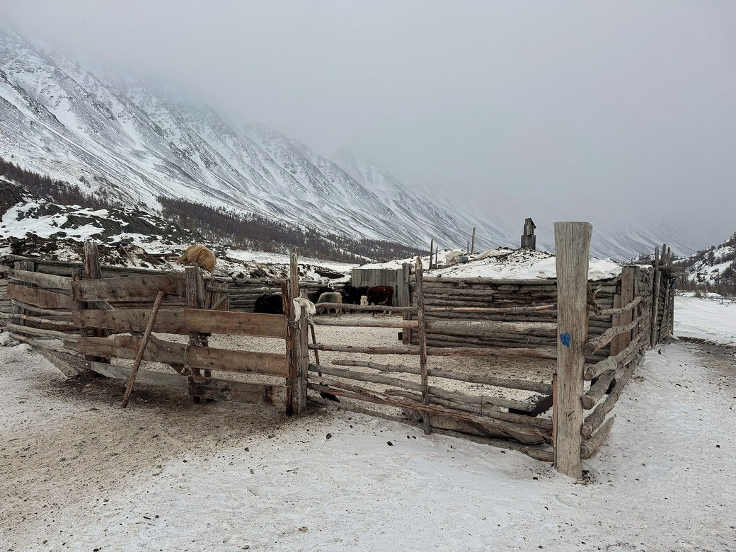 Лошадь, двух коз и барана задрал снежный барс на Южно-Чуйском хребте