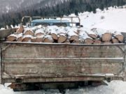 «Черные лесорубы» уничтожили восемь лиственниц почти на 700 тысяч рублей «Черные лесорубы» уничтожили восемь лиственниц почти на 700 тысяч рублей