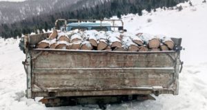 «Черные лесорубы» уничтожили восемь лиственниц почти на 700 тысяч рублей