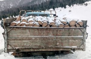 «Черные лесорубы» уничтожили восемь лиственниц почти на 700 тысяч рублей «Черные лесорубы» уничтожили восемь лиственниц почти на 700 тысяч рублей