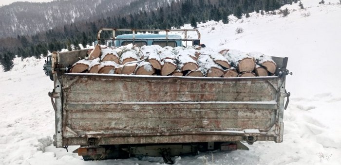 «Черные лесорубы» уничтожили восемь лиственниц почти на 700 тысяч рублей
