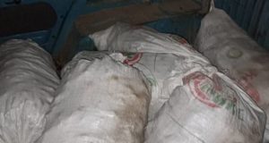 Сельчанин осужден за незаконную добычу почти 200 кг «золотого корня»
