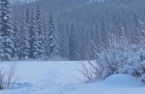 Снегопад и потепление ожидаются в Республике Алтай Снегопад и потепление ожидаются в Республике Алтай