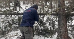 Браконьеры угрожают краснокнижным животным Браконьеры в Республике Алтай угрожают краснокнижным животным