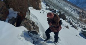 Стартовал второй этап учета ирбиса в Республике Алтай