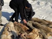 На Алтае стали активнее добывать волков