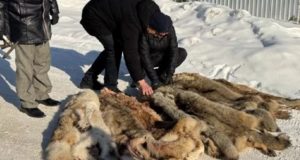 На Алтае стали активнее добывать волков На Алтае стали активнее добывать волков