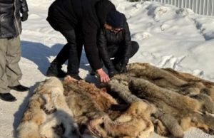 На Алтае стали активнее добывать волков На Алтае стали активнее добывать волков