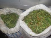 На Алтае двух братьев поймали с мешками конопли