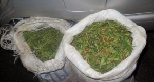 Двух братьев поймали с мешками конопли На Алтае двух братьев поймали с мешками конопли