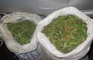 На Алтае двух братьев поймали с мешками конопли