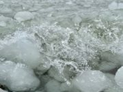 На Телецком озере заметили снежуру