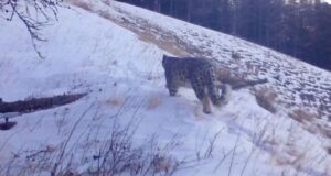 На Алтае впервые засняли снежного барса, который проигнорировал горных козлов