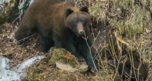 В Алтайском заповеднике проснулись медведи