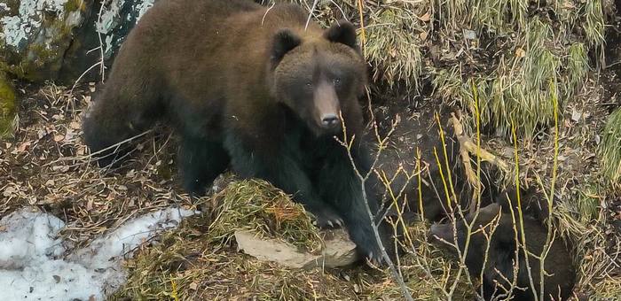 В Алтайском заповеднике проснулись медведи